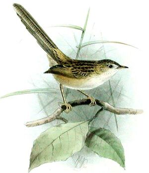 Graceful Prinia
