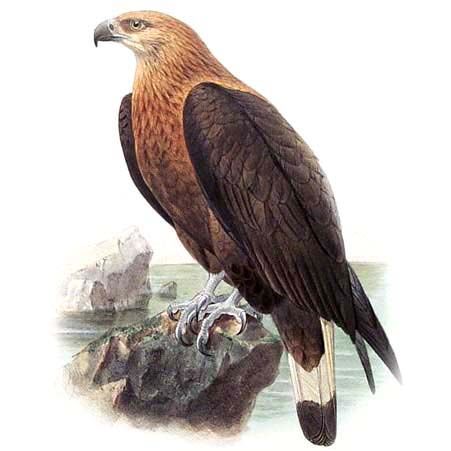 Pallas's Fish Eagle