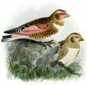 Eurasian Crimson-winged Finch