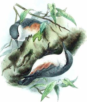 Eurasian Nuthatch