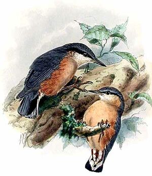 Eurasian Nuthatch