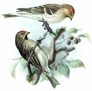 Arctic Redpoll