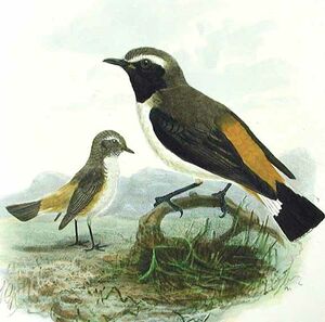 Red-rumped Wheatear