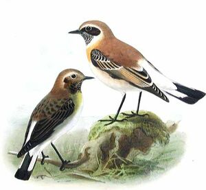 Black-eared Wheatear