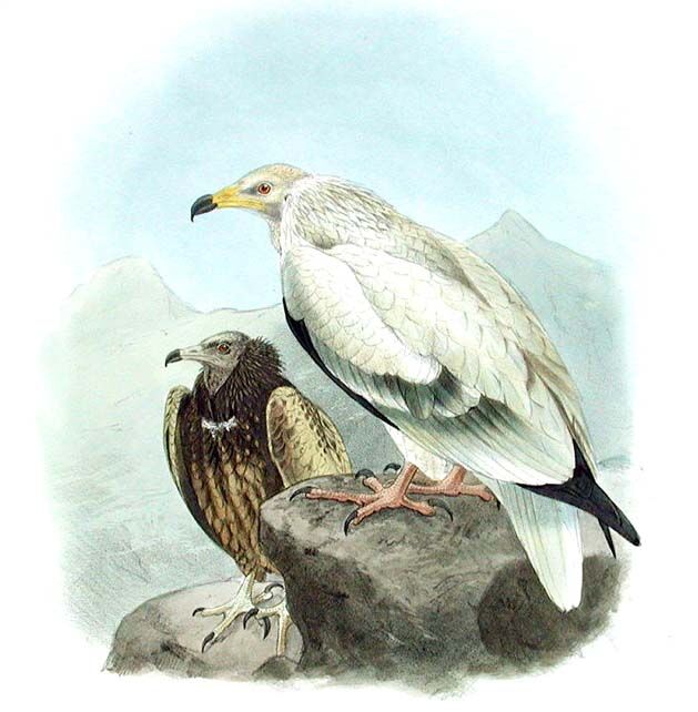 Vautour percnoptère - Neophron percnopterus