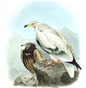 Vautour percnoptère