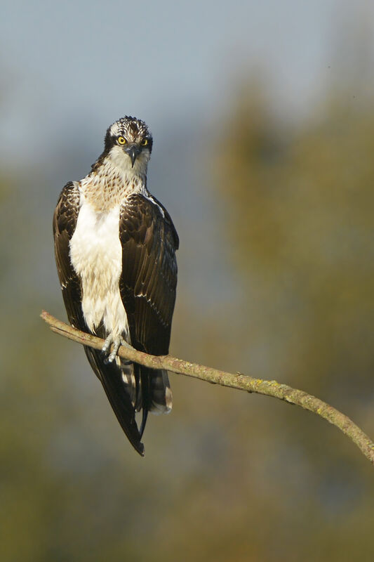 Ospreyjuvenile, identification