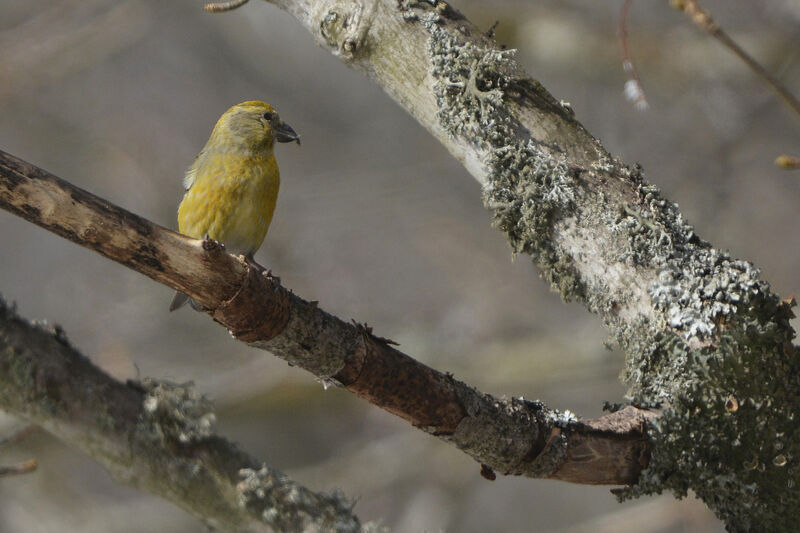 Red Crossbill female adult, identification