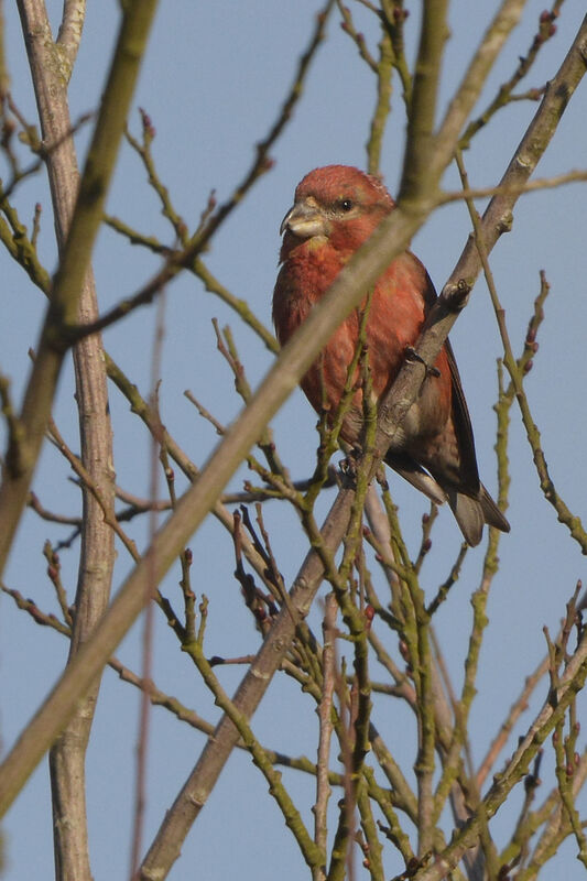 Bec-croisé perroquet mâle adulte, identification