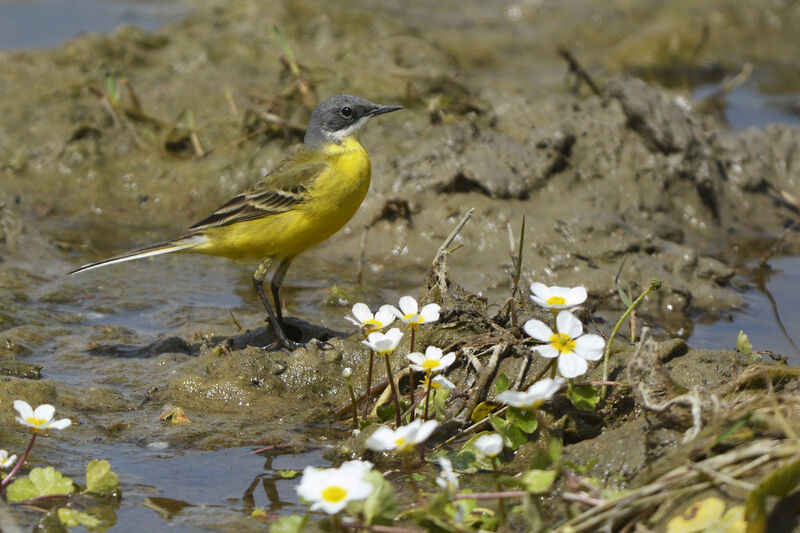 Western Yellow Wagtail (cinereocapilla) male adult, identification