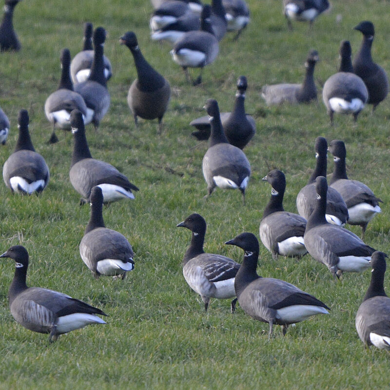 Brant GooseSecond year, identification