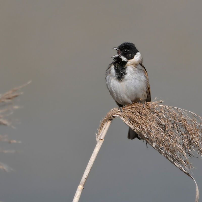Common Reed Bunting male adult breeding, identification, song