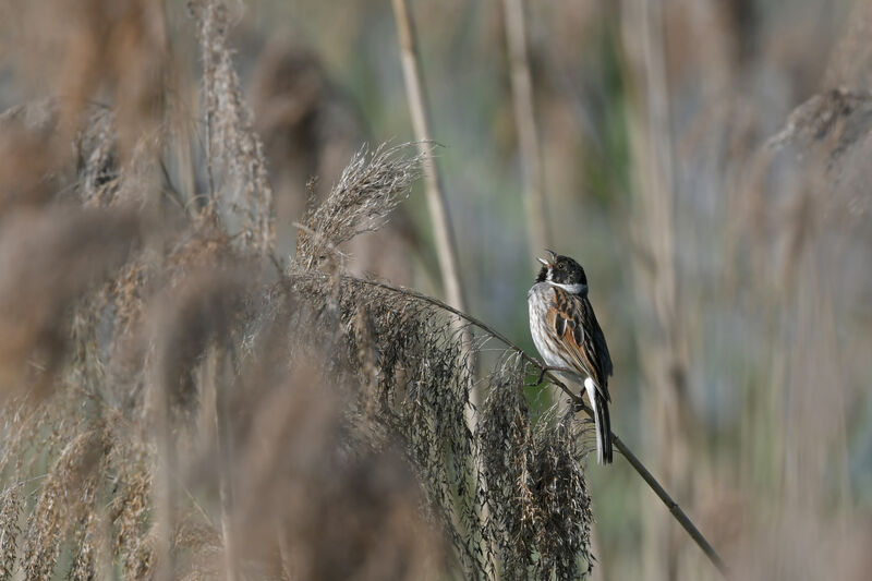Common Reed Bunting male adult breeding, habitat, song