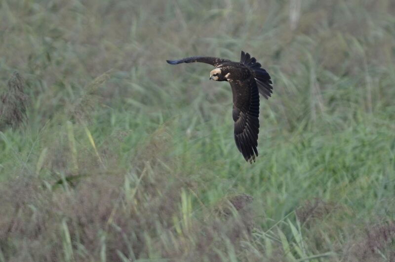 Western Marsh Harrierjuvenile, Flight