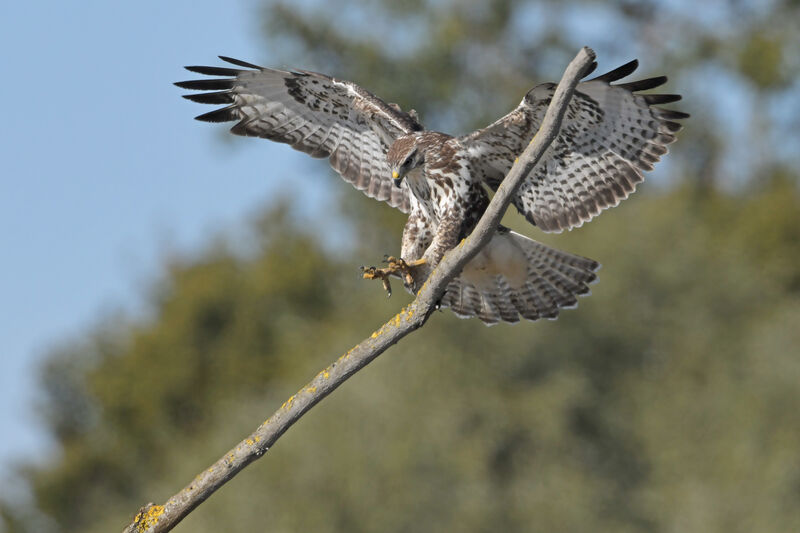 Common Buzzardadult, Flight