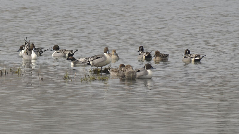 Northern Pintail, identification