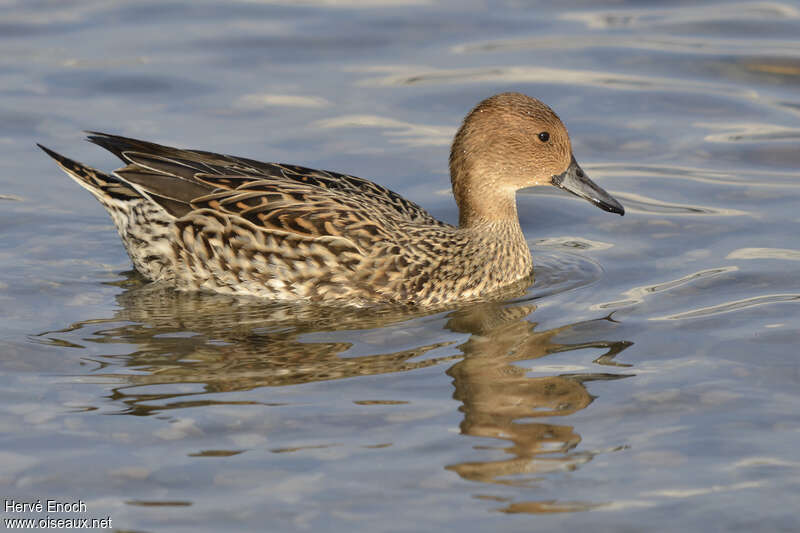 Northern Pintail female adult, identification