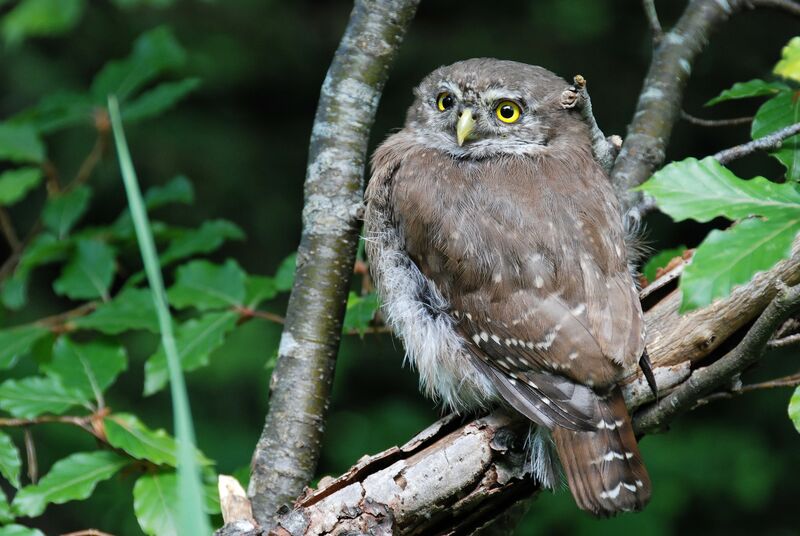 Eurasian Pygmy Owl, identification