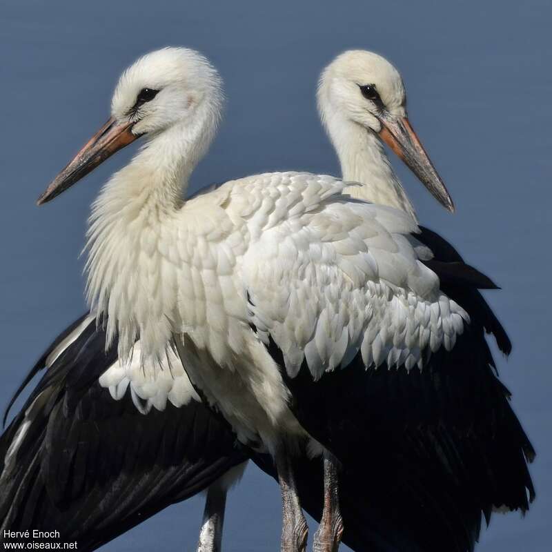 White Storkjuvenile, Behaviour