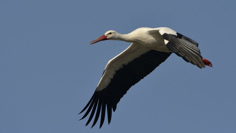 White Stork, Flight
