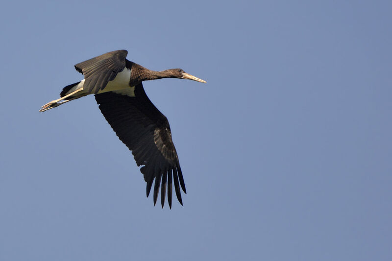 Black StorkFirst year, Flight