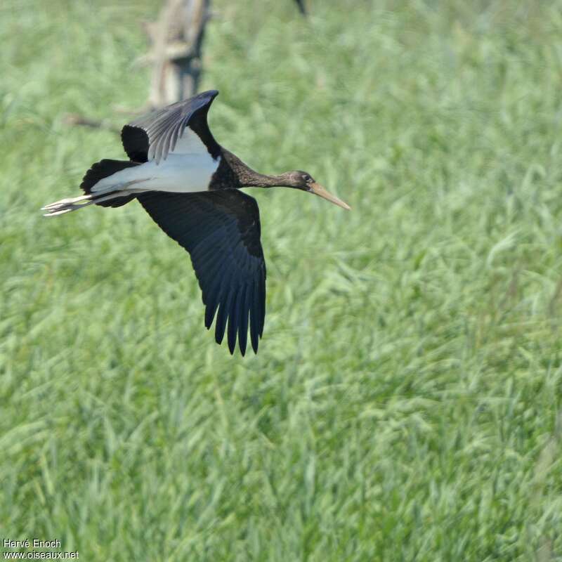 Black Storkjuvenile, Flight