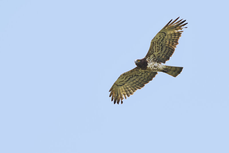 Short-toed Snake Eagle, identification