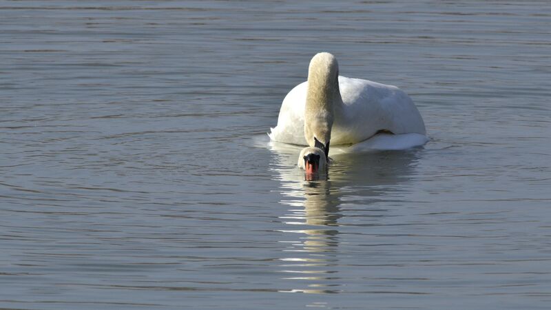 Mute Swan adult, Behaviour