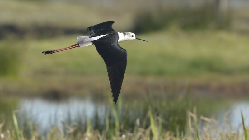 Black-winged Stilt male adult, Flight
