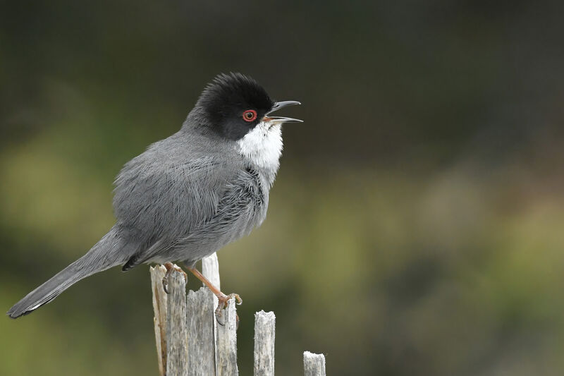 Sardinian Warbler male adult, identification, song