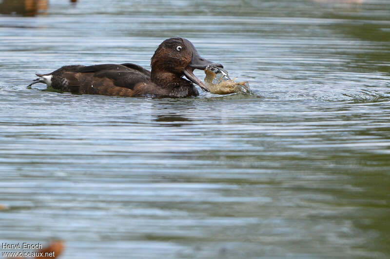 Ferruginous Duck male adult, feeding habits, fishing/hunting