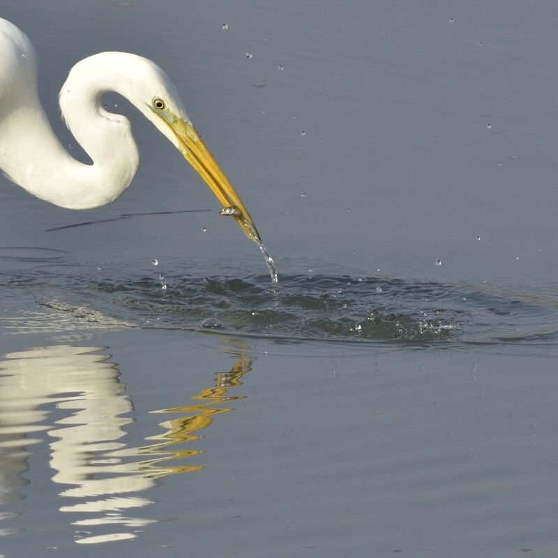 Great Egret, feeding habits