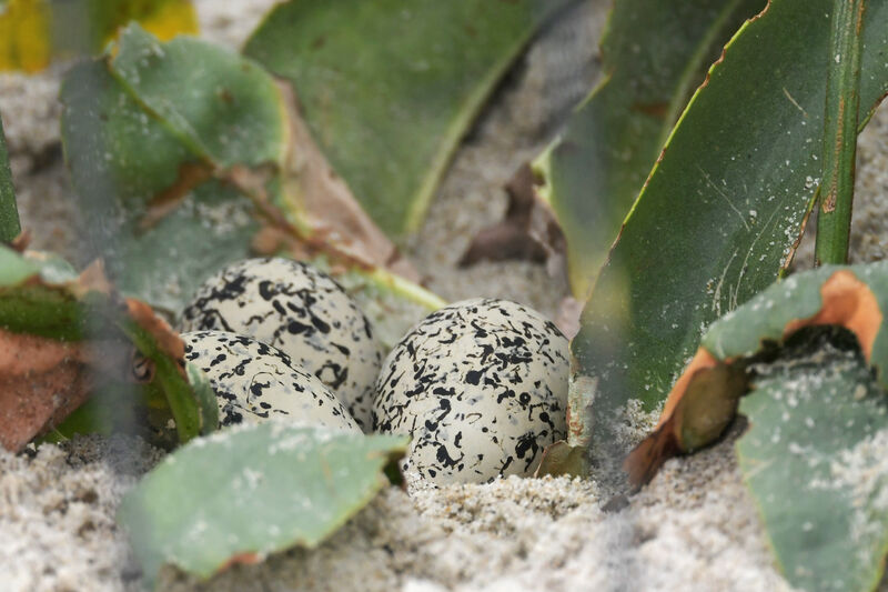 Kentish Plover, Reproduction-nesting