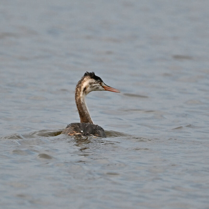 Great Crested GrebeFirst year, identification