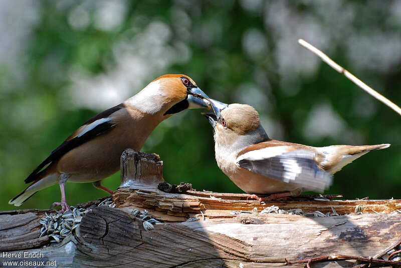 Hawfinch, courting display, Behaviour