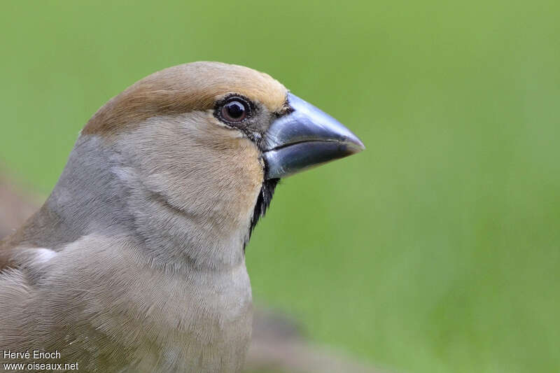 Hawfinch female adult, close-up portrait