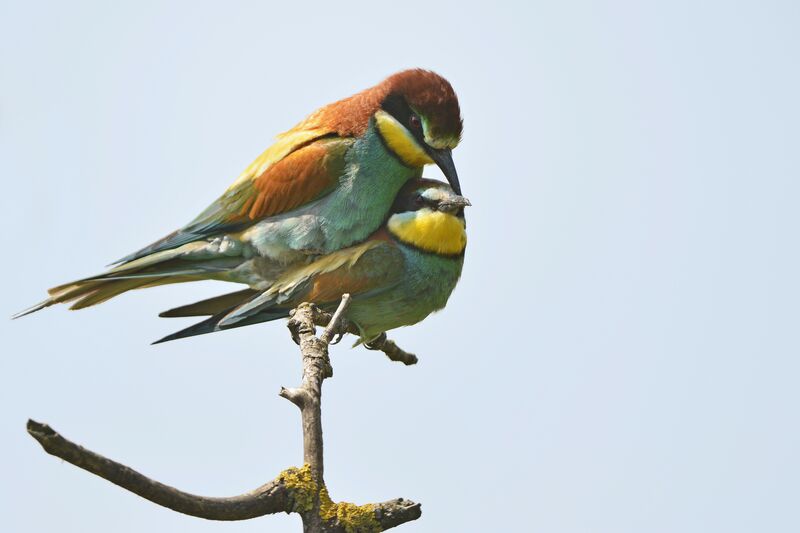 European Bee-eater, Behaviour
