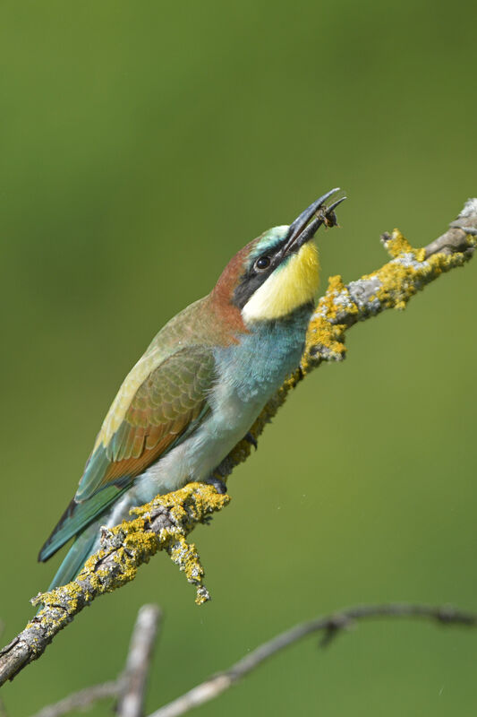 European Bee-eaterjuvenile