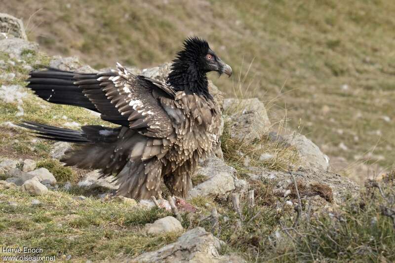 Bearded Vulturejuvenile, pigmentation, Behaviour