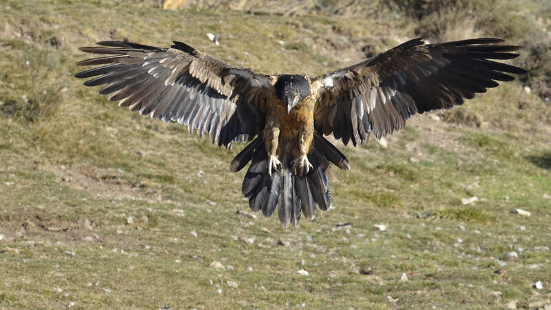 Bearded VultureThird  year, Flight