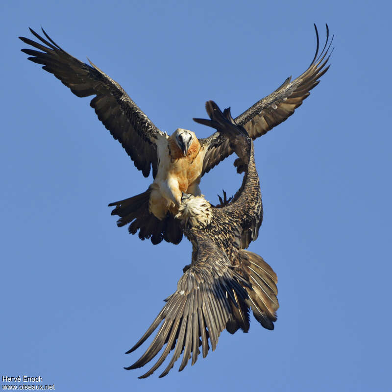 Bearded Vulture, Flight, Behaviour