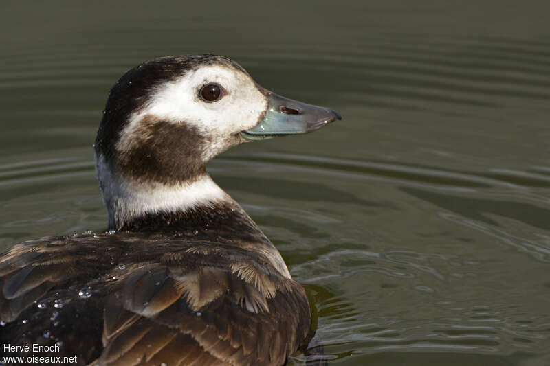 Long-tailed Duck female adult, close-up portrait
