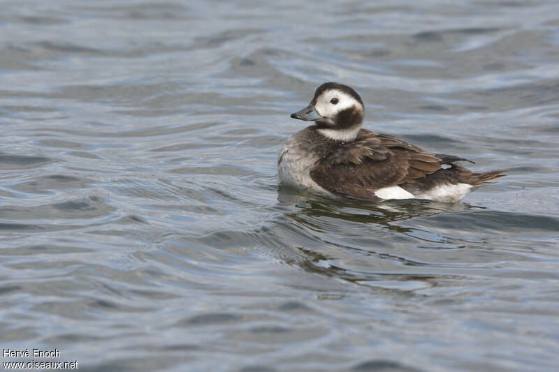 Long-tailed Duck female adult transition, identification