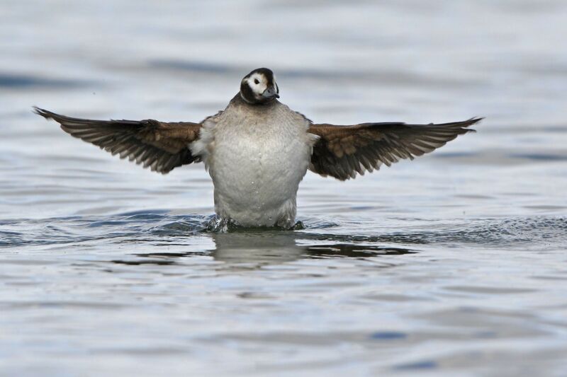 Long-tailed Duck female adult