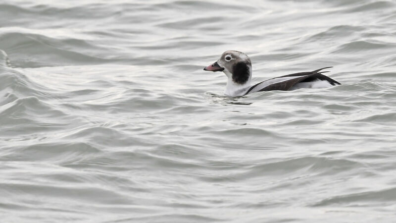 Long-tailed Duck male adult, identification