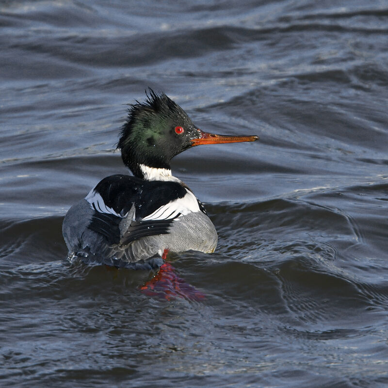Red-breasted Merganser male adult, identification, swimming