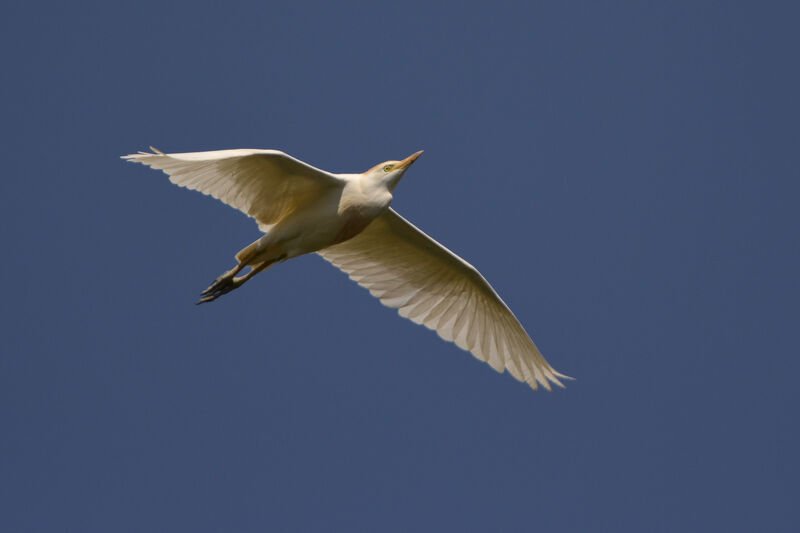 Western Cattle Egret, Flight