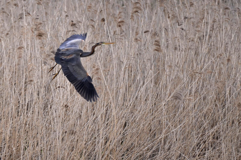 Purple Heron, Flight