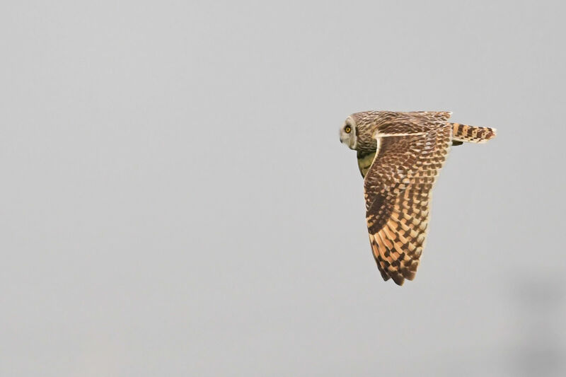 Short-eared Owladult, Flight