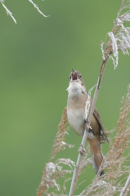 Savi's Warbler male adult, identification, song
